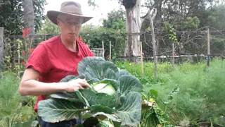 How to grow great cabbages