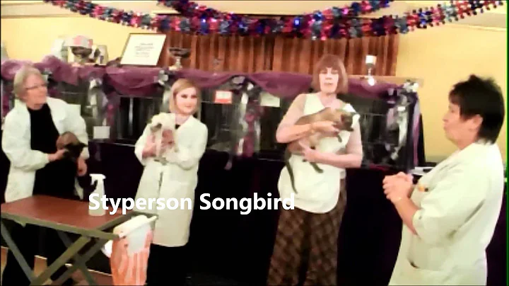 Watch the video about Best In Show Siamese Cat at Trans Pennine Cat Show 2011