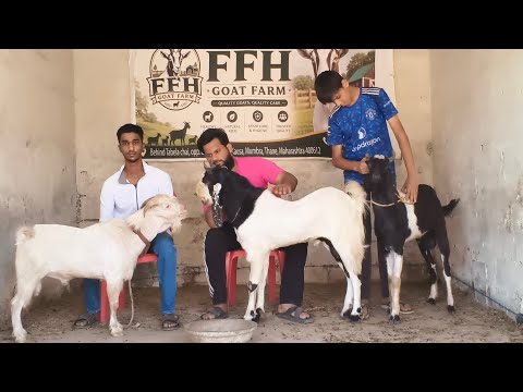Lutane Wala Agaya Saste Bakre At FFH Goat Farm | 2026 Qurbani Andul Goat In Mumbra Mumbai