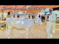 Malumor mandi today latest update  heifers rates  wachian for sale  pk janwar mandi