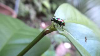 Mint Leaf Beetle (Chrysolina menthastri)
