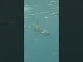 Great white in clear blue water #shark #underwater #nature #ocean #relaxing