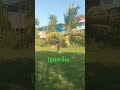 អាចជ័យលេងក្លែង