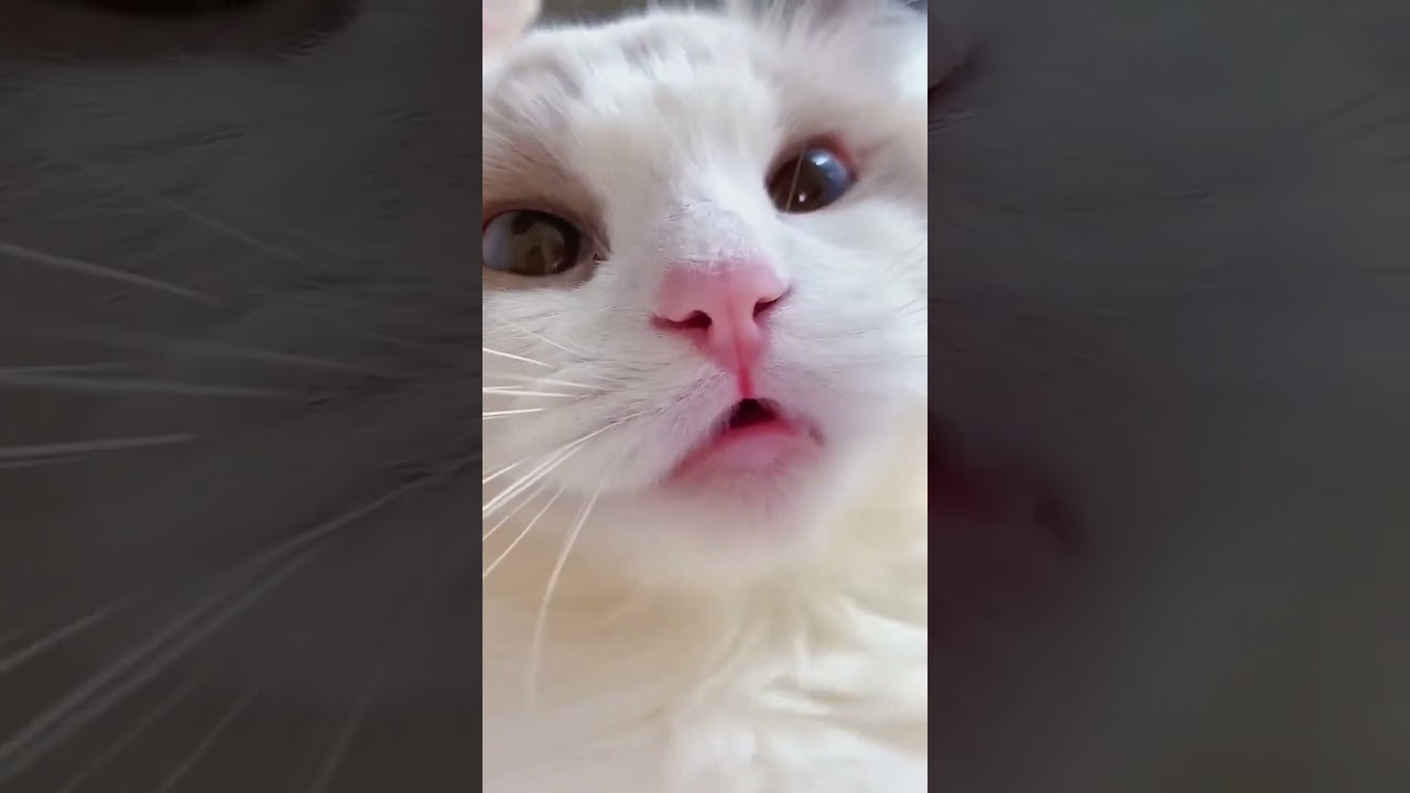 cat meme   kitten tik tok video at cash home 