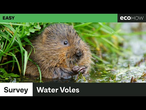 Video: Water Rat (19 Na Mga Larawan): Kung Paano Mapupuksa Ang Isang Daga Ng Lupa Sa Site? Mga Mabisang Paraan Upang Makontrol Ang Mga Water Vole Sa Hardin. Paglalarawan Ng Mga Hayop At M