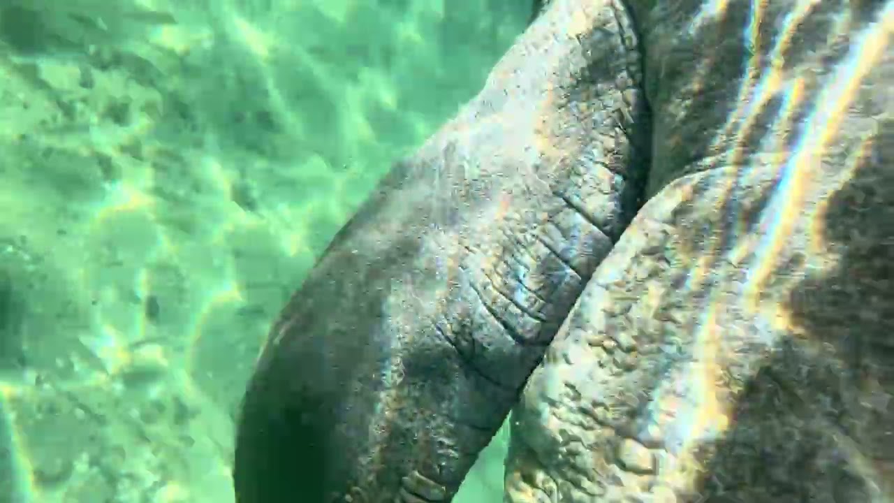 5. SUP paddle boarding with Manatees at crystal river 