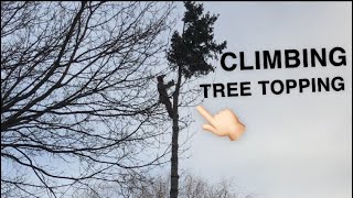 TIMELAPSE Tree removal | Tree topping | Tree climbing
