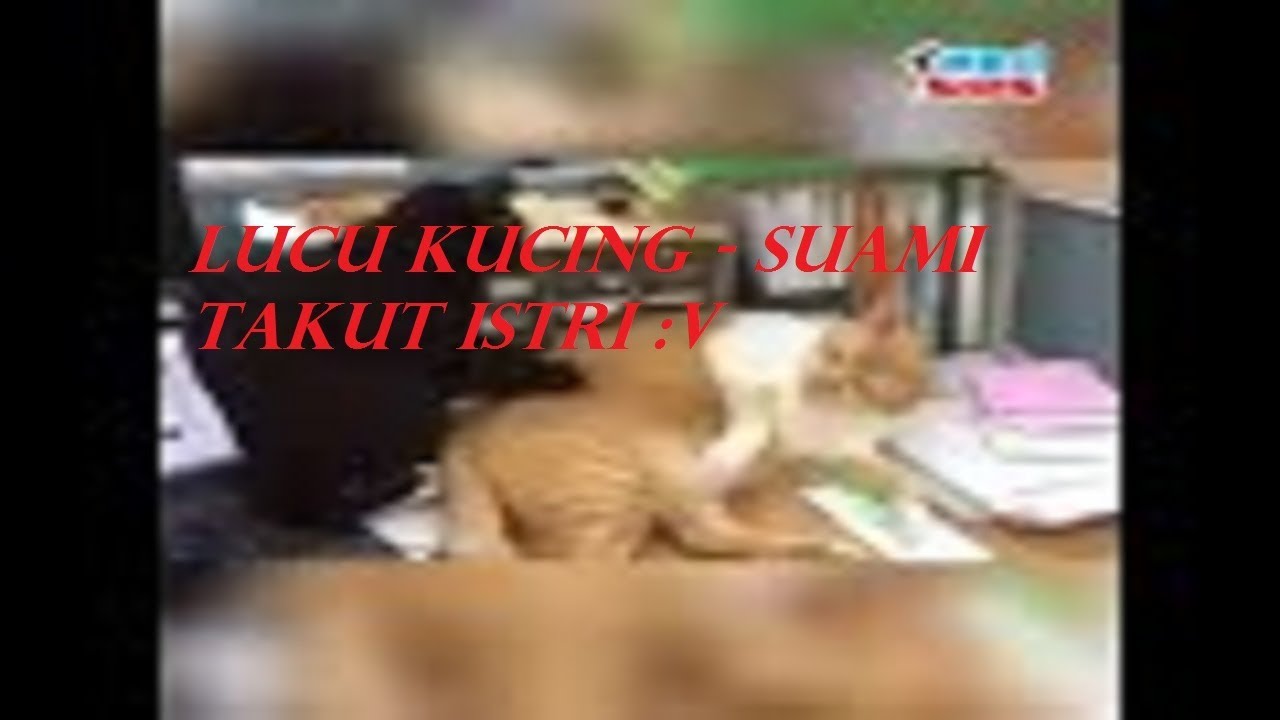 Kucing Lucu Ikatan Suami Takut Istri Lucu YouTube