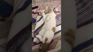 pakizeden uyuma şelleri / kediler sırt üstü yatar mı ???