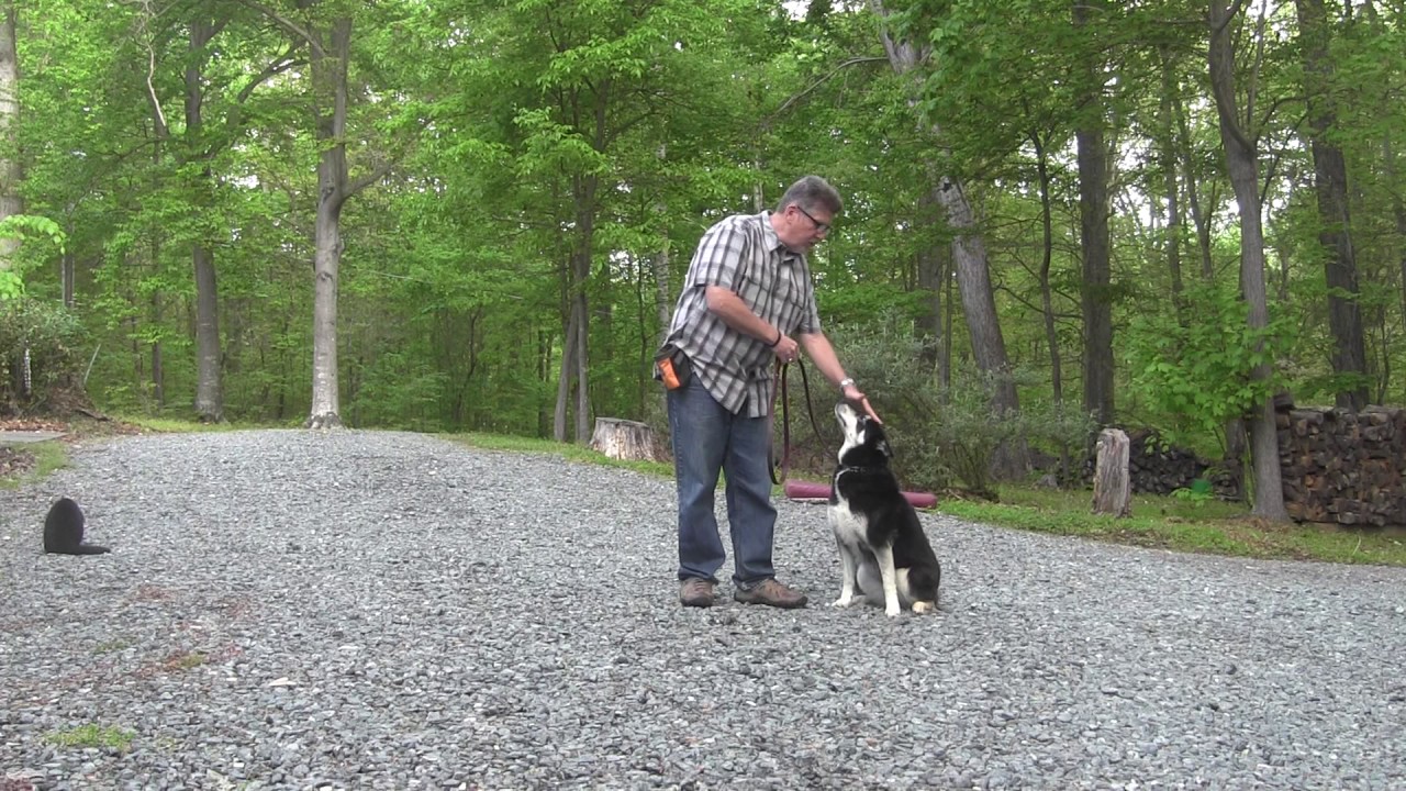 Bella Husky Mix Dog Training Winston Salem North Carolina YouTube