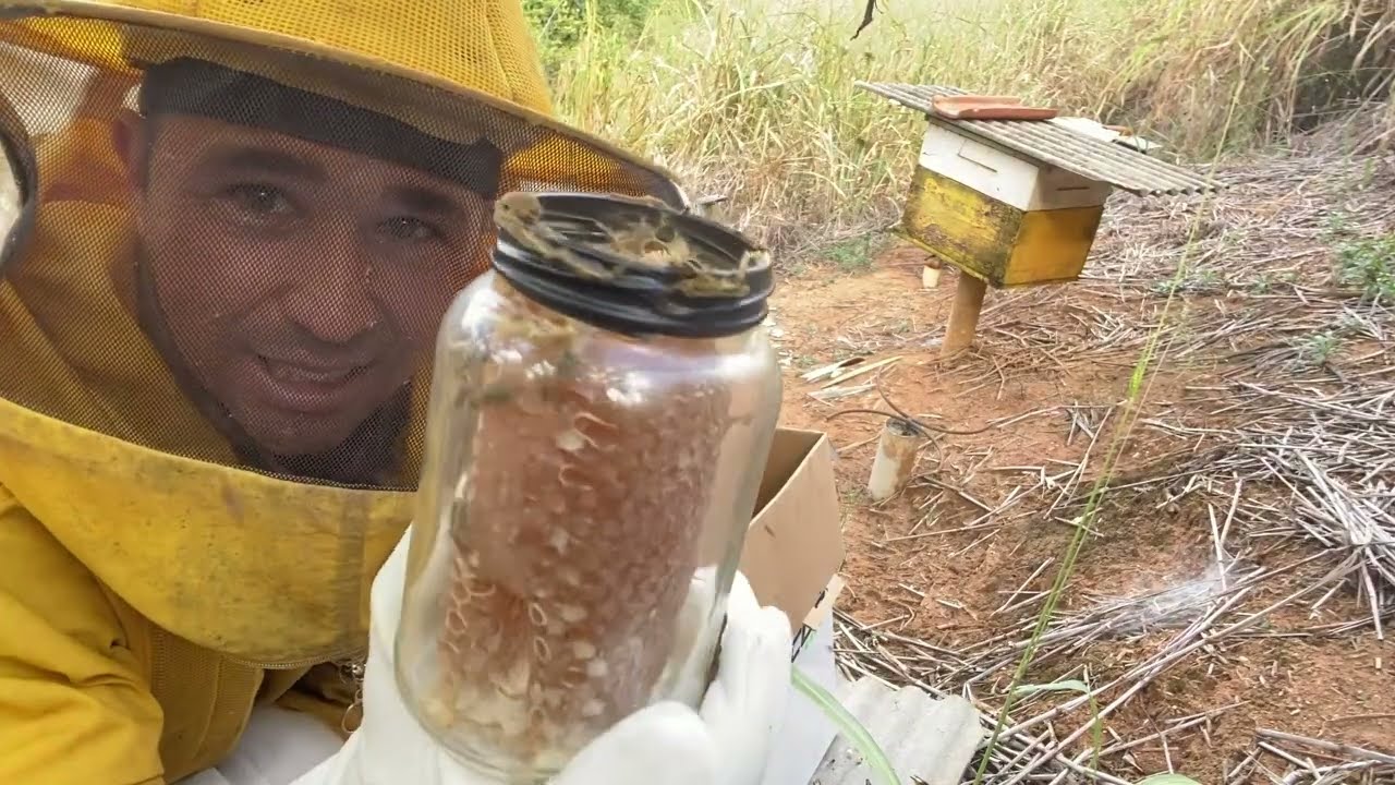 🟡 COLHEITA DE MEL NO POTE DE VIDRO VOCÊS ACREDITAM 🙏🐝