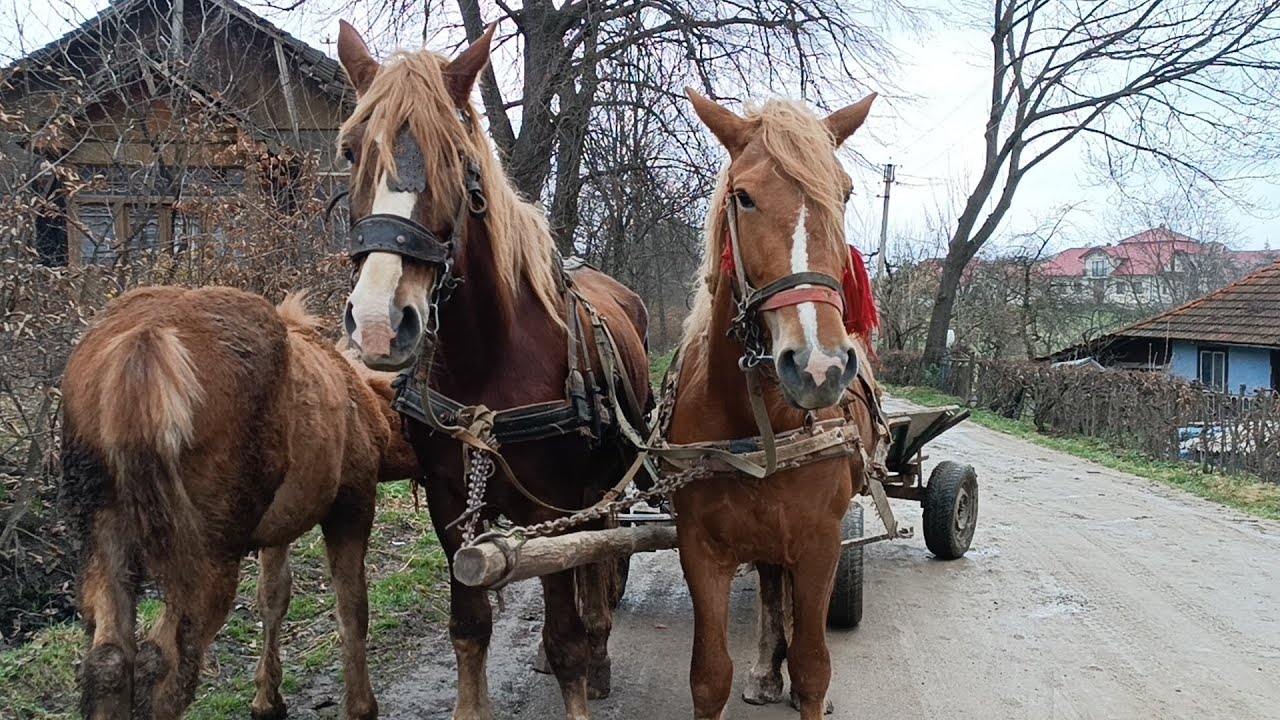 🥁КОНІ НА ПРОДАЖ 💰🎯🔥