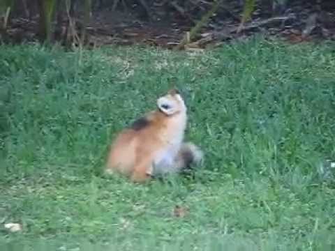 Florida Red Fox In Our Backyard Youtube