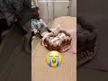 El Juego De Teléfonos Que Ganó El Maestro 📱😂 #shorts