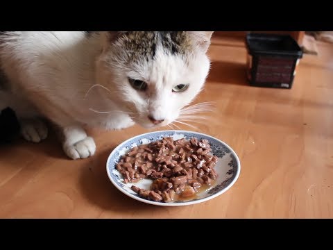 Video: Mačka Za Hranu 