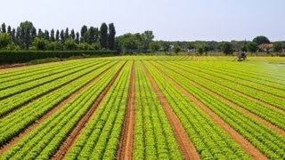 L'Agriculture Au Senegal