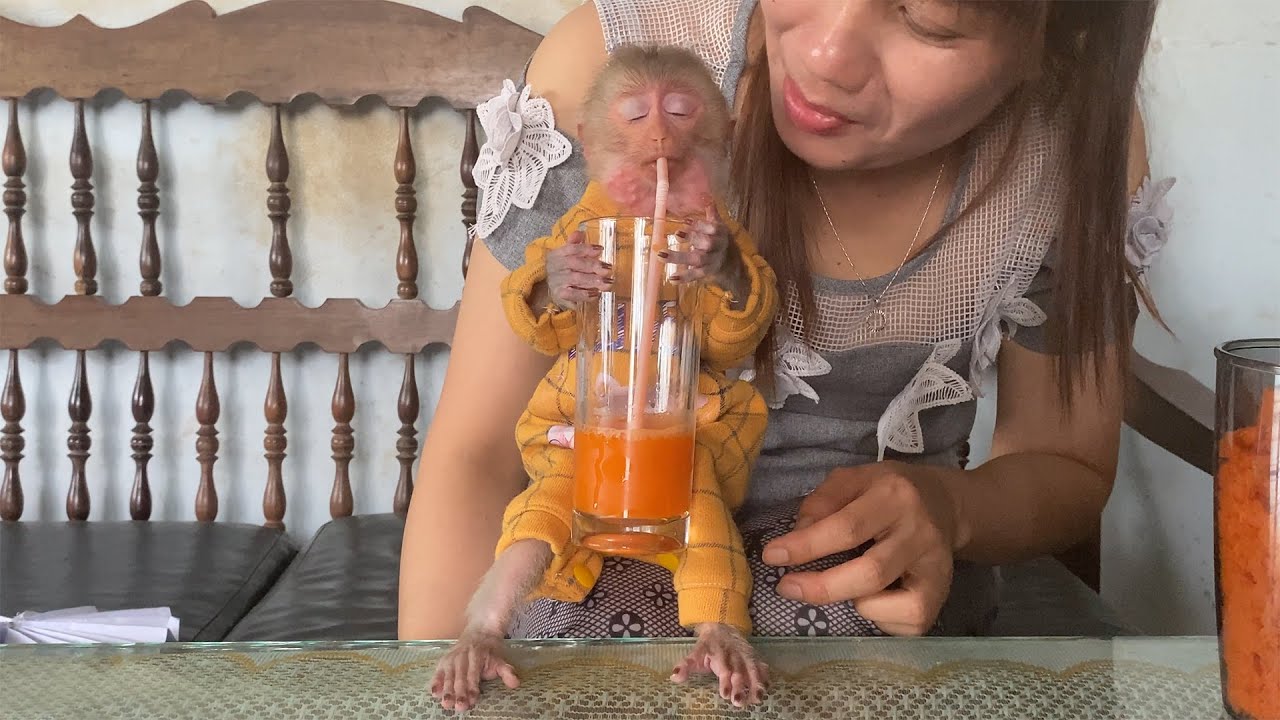 ZIM looked really pleased when drinking the carrot juice that Mom made | Monkey Zim