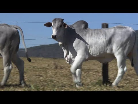 LOTE 34 (VRI 2141/VRI 2136)