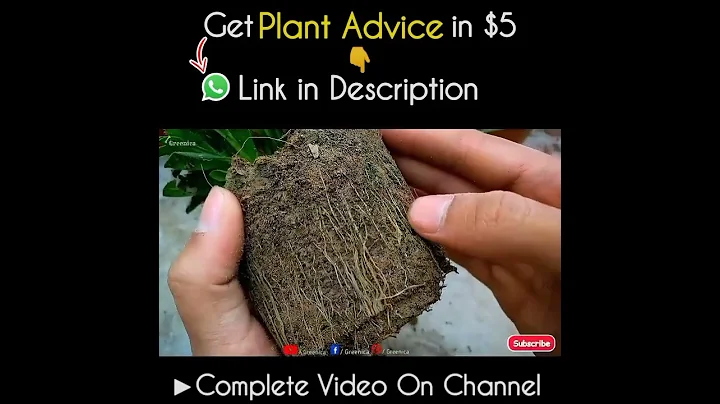 Most Important Do & Don'ts of Cow dung Compost For Plants!