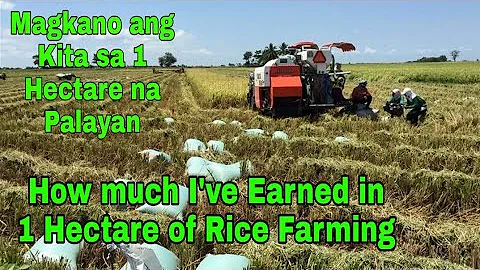 Rice Farming: Magkano ang kita sa 1 Hectare na Palayan | HYBRID Rice - DayDayNews