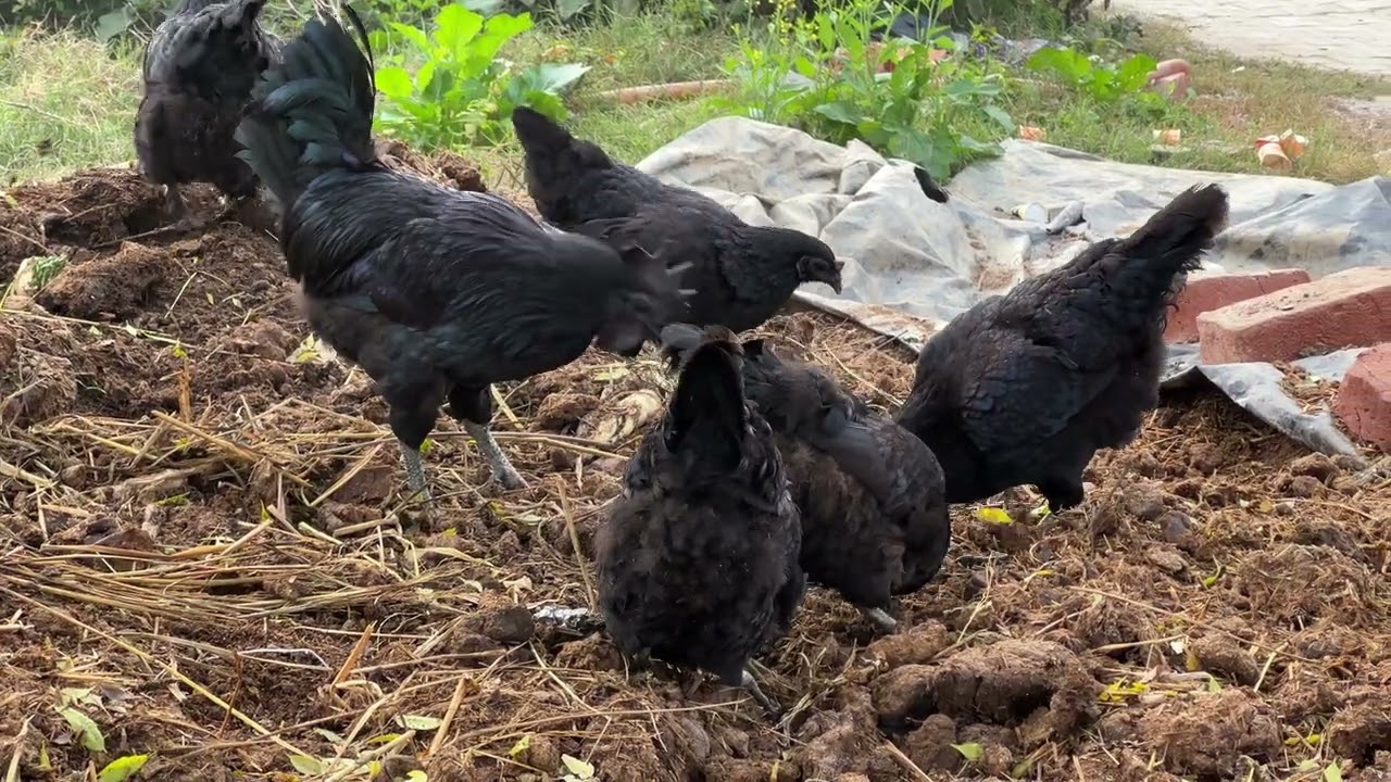 Free range poultry farm | organic egg | 