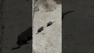 Two Mice Started Fighting For Absolutely No Reason 😂 | Funny Animal Voiceover 1