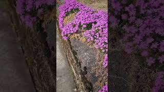 돌과꽃잔디#트로트#꽃#감성#아름다움#힐링#MossPhlox #SpringFlowers #Flowers #Nature #Stones #Harmony #Healing #Bloom