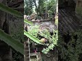 আমার ড্রাগন# গাছে আবারো# ফুল #ফুটেছে