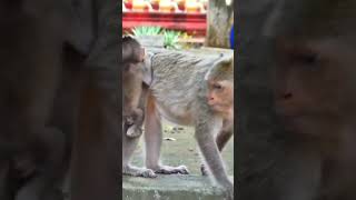 A little baby monkey playing happy and funny 097 #shorts