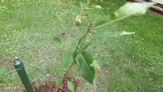 Prunus rufa třešeň himálajská