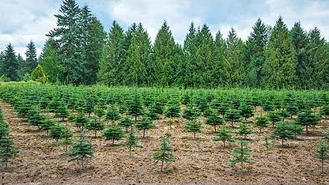 Reforestation vs Afforestation: What's the Difference?