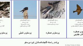 پرنده, راسته گنجشکسانان, تیره پرستو پرستوی چلچله ارهبال جنوبی صخره کوهی bird پرستوهای خطدار بالزبر