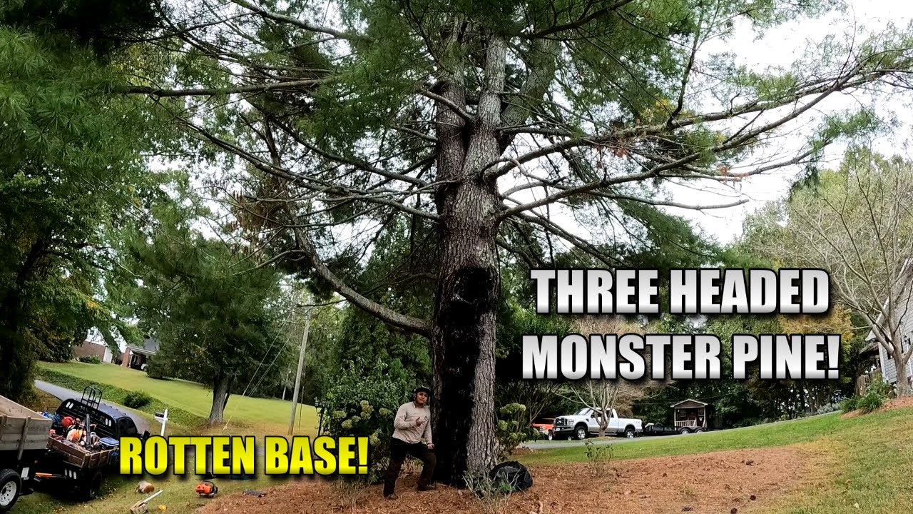 Three Headed White Pine Removal Next to Lines! Part 2 - YouTube