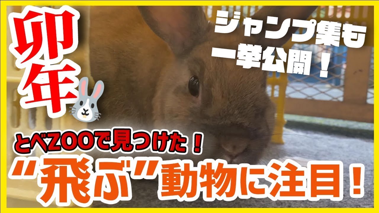 とべZOO！卯年にちなみ「飛ぶ」動物に注目！【Jチャンえひめ】 - YouTube