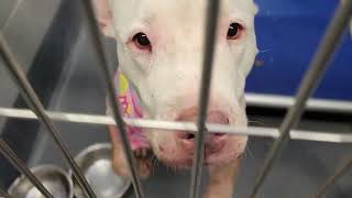 acs A668600