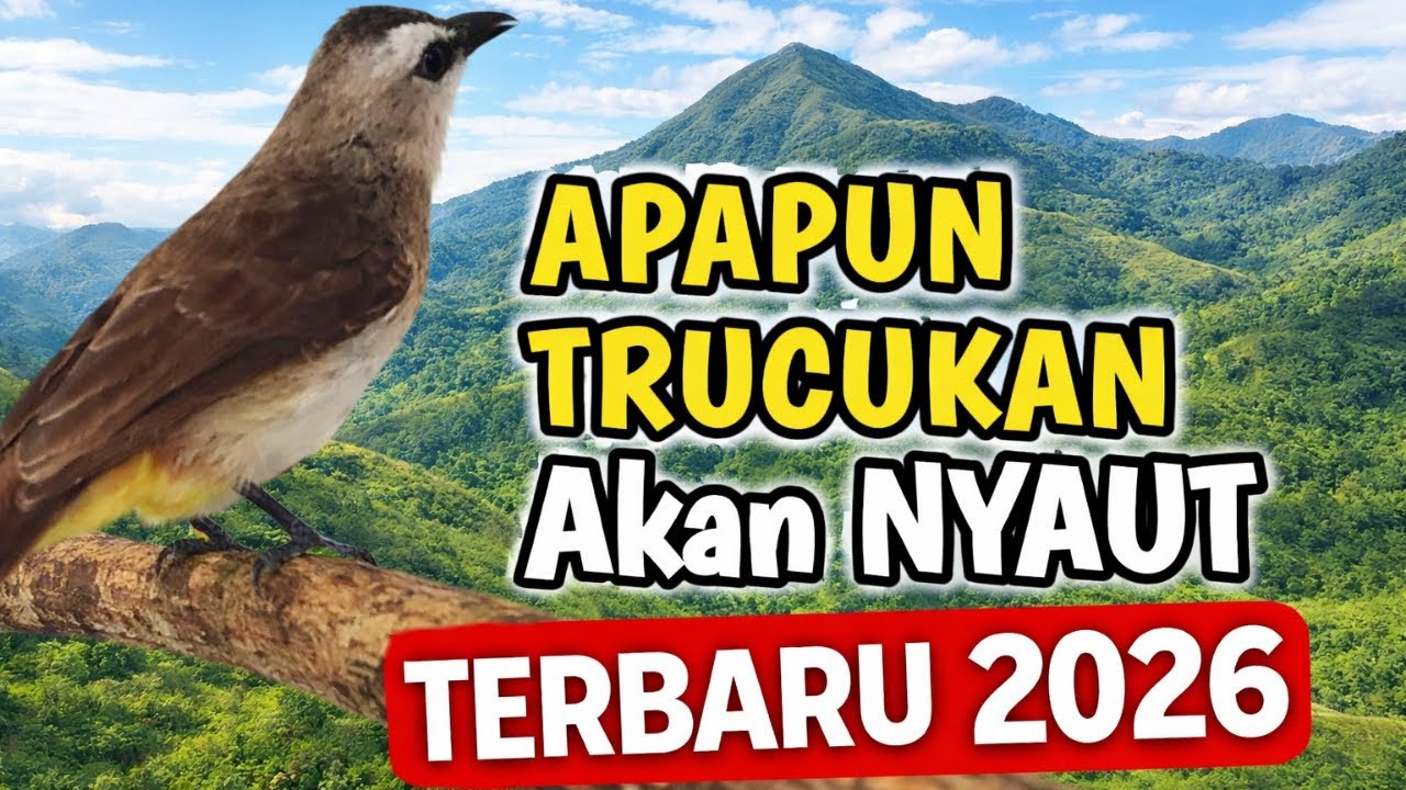 PANCINGAN T. O. P TRUCUK GACOR AGAR NGROPEL dan GARUDA PANJANG