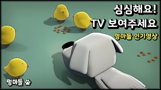 반려견이 집중하는 모습을 볼 수 있어요 :) 병아리 밥주기 영상 - Video of feeding chicks