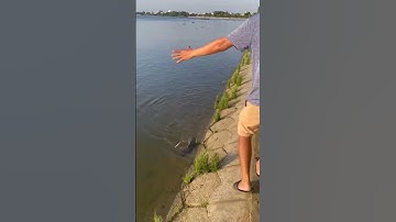 Câu Cá Trê Sông Sài Gòn #shorts