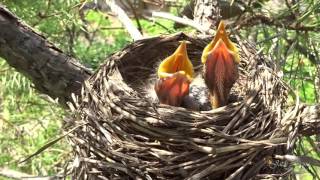 2016 0523 Robin Babies Video