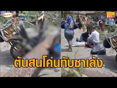 Terrifying moment: Beach pine tree falls onto sidecar motorcycle passing by, leaving 2 critically...