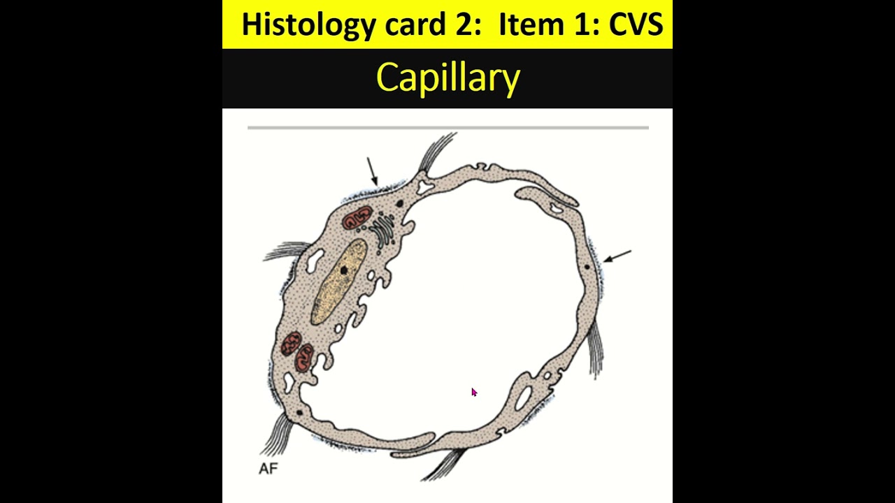 Почему в лимфатических капиллярах эндотелий и актиновые нити перекрываются, а в кровеносных капил...