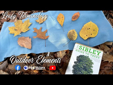 Leafy Terminology | OE - YouTube