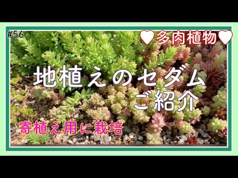 多肉 56 地植えのセダム 多肉植物の寄植えように庭にまいたセダムがモリモリです Youtube