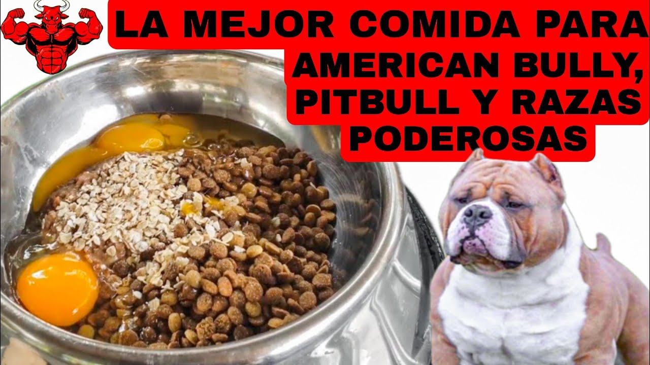 ✅LA MEJOR COMIDA %100 PARA AMERICAN BULLY, PITBULL Y RAZAS PODEROSAS💪 | JM BULL