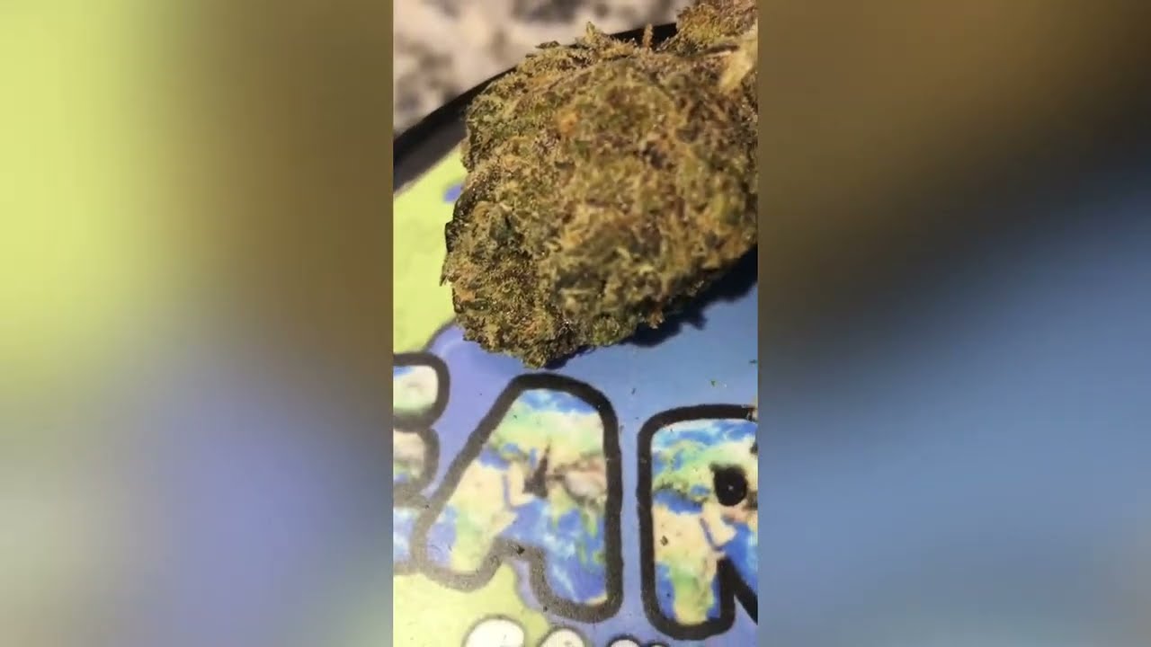 Motor Head Strain Review (Smk Brk 420)