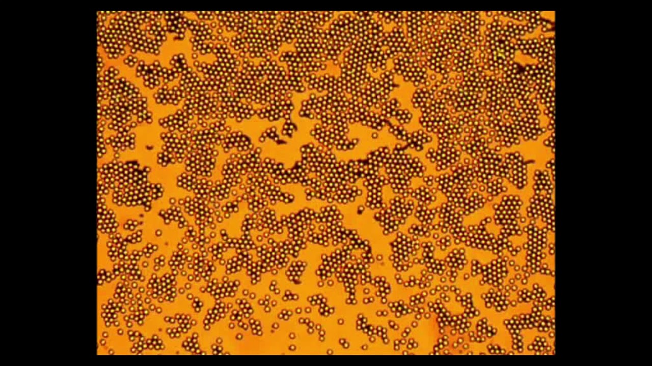 Active apolar doping determines routes to colloidal clusters and gels ...