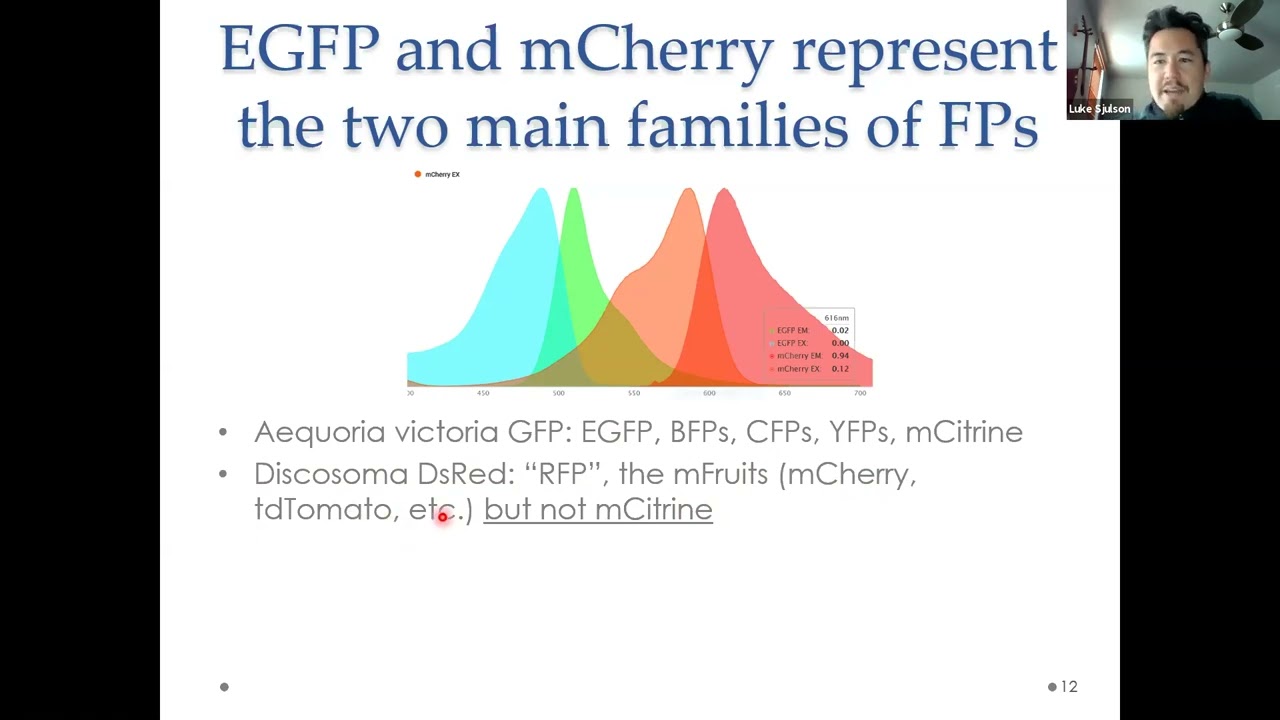 Fluorescent Proteins, Sensors & Optogenetics: Neuroscience Methods Lecture 5