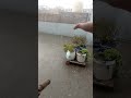 Hailstorm # Rain # viral # love # yt shorts # shorts #trending