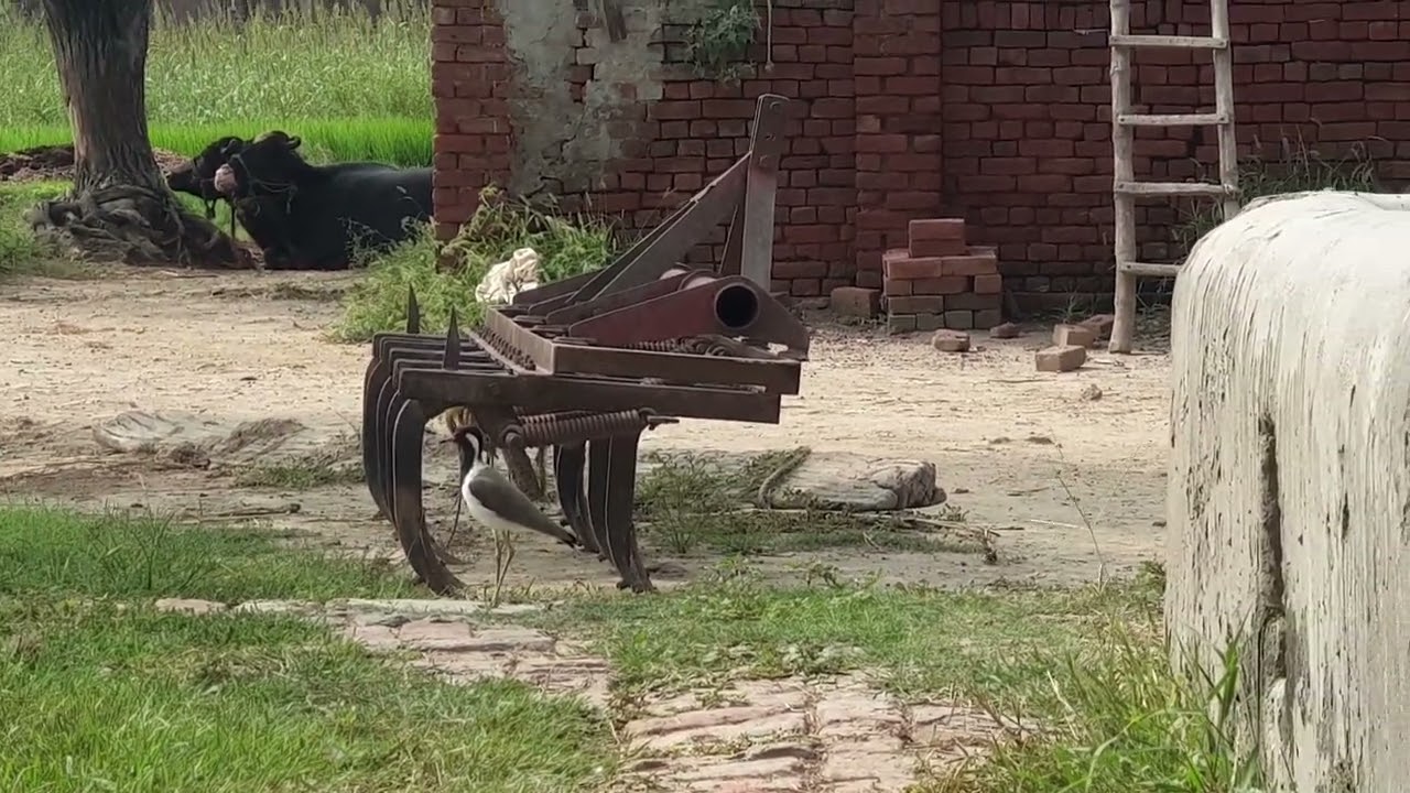 titoli Bird titeeri red-wattled lapwing / titoli | red-wattled lapwing | titeeri Bird