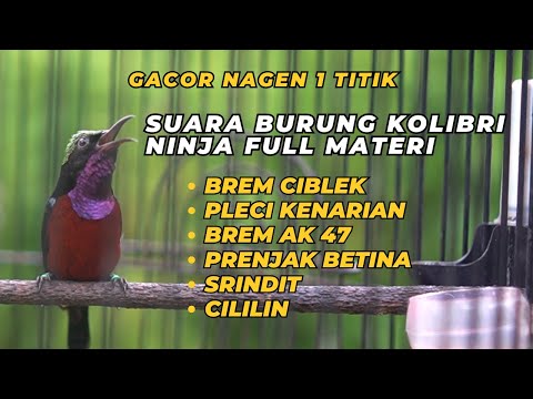MASTERAN KONIN GACOR FULL ISIAN NEMBAK MLENGKING - PANJANG KASAR COCOK BUAT KOLIBRI NINJA MABUNG